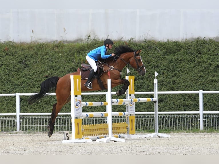 Holsteiner Ruin 7 Jaar 165 cm Bruin in Neuzelle