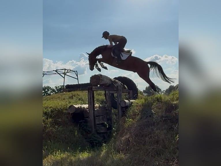Holsteiner Ruin 7 Jaar 165 cm Bruin in Verden (Aller)Verden