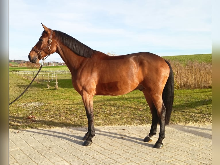 Holsteiner Ruin 7 Jaar 166 cm Bruin in Oberstadion