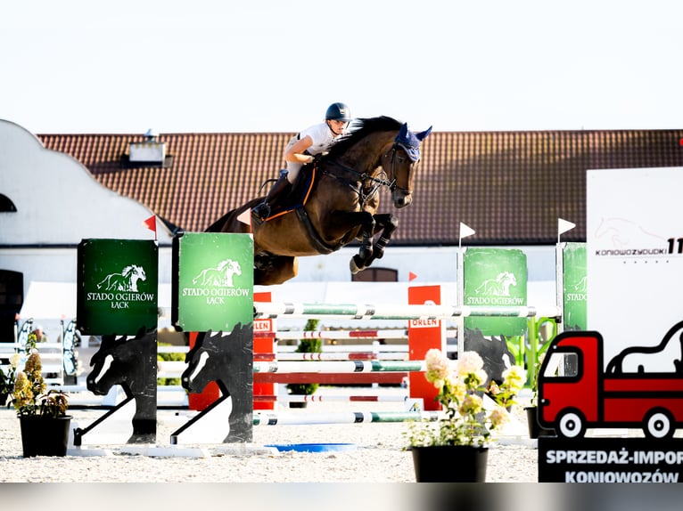 Holsteiner Ruin 7 Jaar 167 cm Bruin in Piła