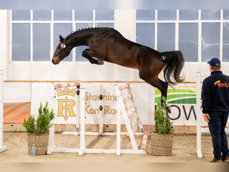 Holsteiner Ruin 7 Jaar 167 cm Bruin in Piła