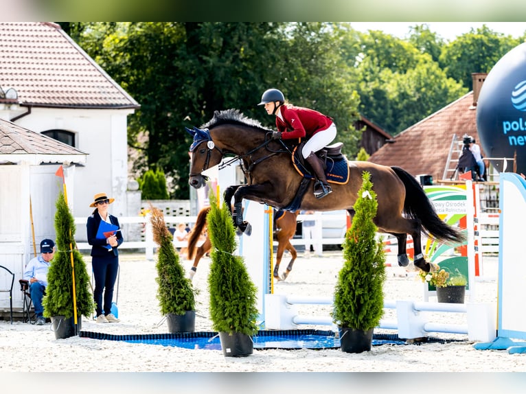Holsteiner Ruin 7 Jaar 167 cm Bruin in Piła