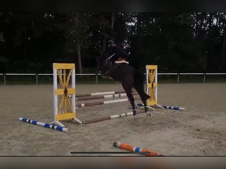 Holsteiner Mix Ruin 7 Jaar 167 cm Donkerbruin in Velenje