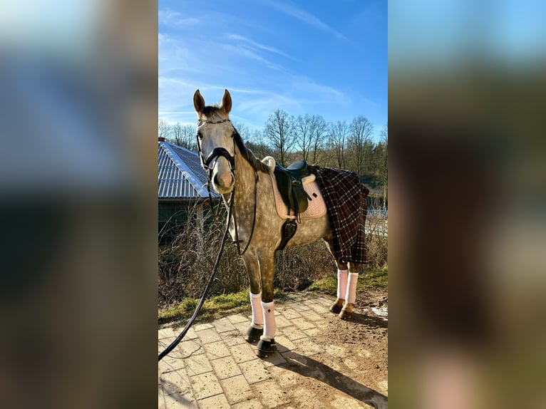 Holsteiner Ruin 7 Jaar 168 cm Appelschimmel in Regenstauf