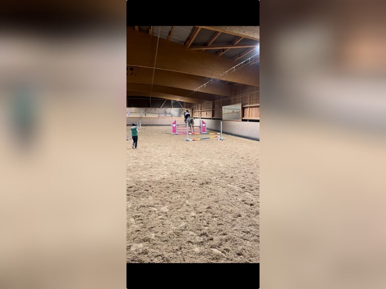 Holsteiner Ruin 7 Jaar 168 cm Appelschimmel in Regenstauf