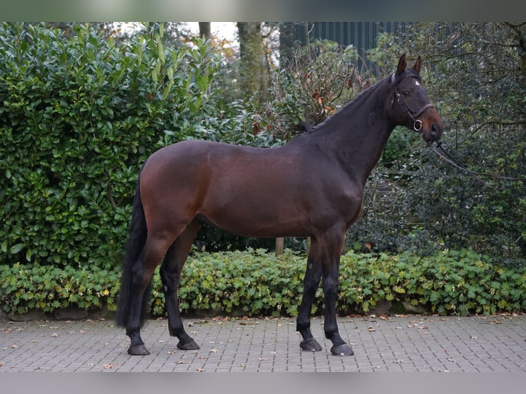 Holsteiner Ruin 7 Jaar 168 cm Bruin in Horstmar
