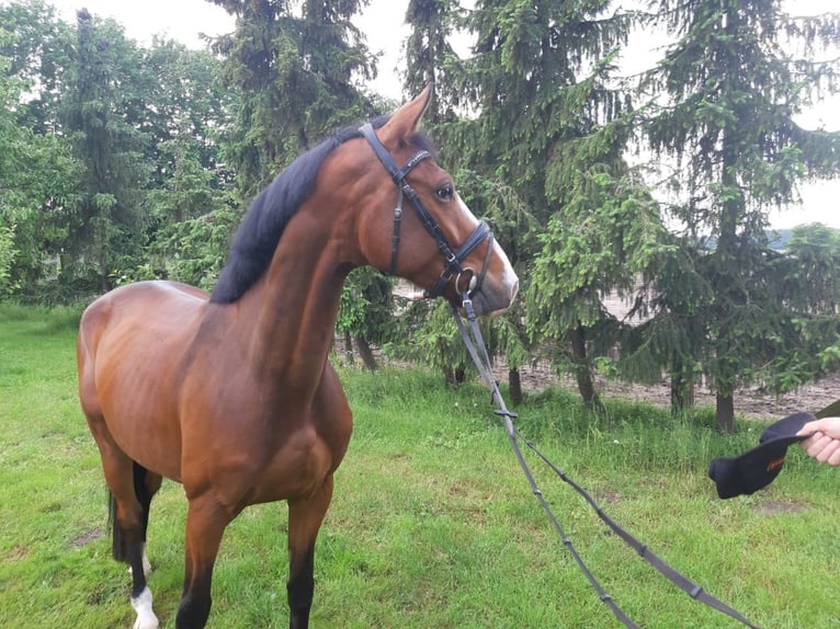 Holsteiner Ruin 7 Jaar 168 cm Bruin in Grevesmühlen