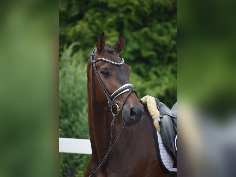 Holsteiner Ruin 7 Jaar 168 cm Donkerbruin in D&#xE4;tgen