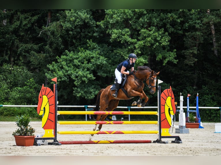 Holsteiner Ruin 7 Jaar 168 cm Donkere-vos in Velenje