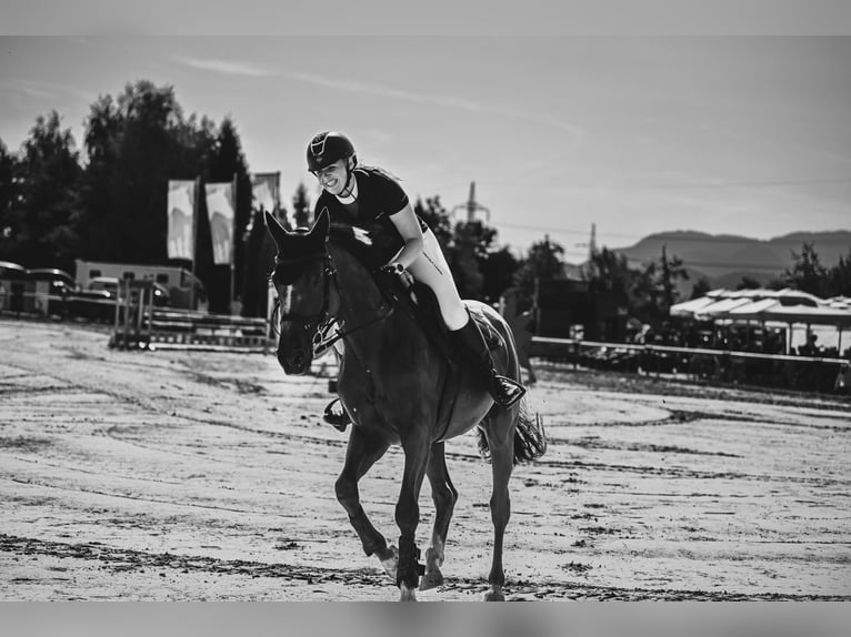 Holsteiner Ruin 7 Jaar 168 cm Donkere-vos in Velenje