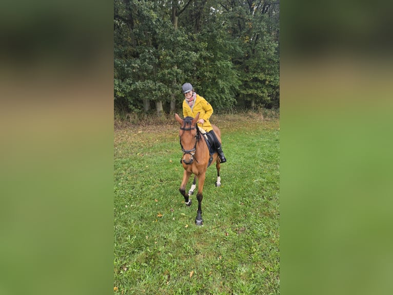 Holsteiner Ruin 7 Jaar 170 cm Bruin in Wienhausen