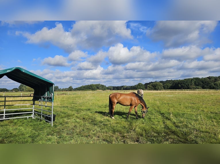 Holsteiner Ruin 7 Jaar 170 cm Bruin in Wienhausen