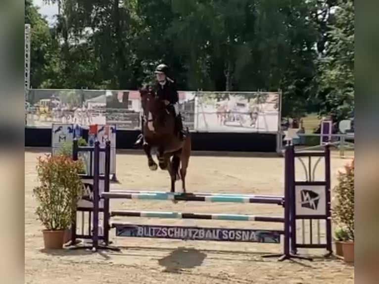 Holsteiner Ruin 7 Jaar 170 cm Bruin in LübtheenGarlitz