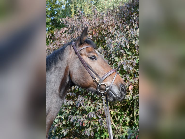 Holsteiner Ruin 7 Jaar 170 cm Bruin in Geilenkirchen