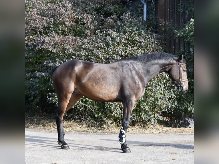 Holsteiner Ruin 7 Jaar 170 cm Bruin in Geilenkirchen