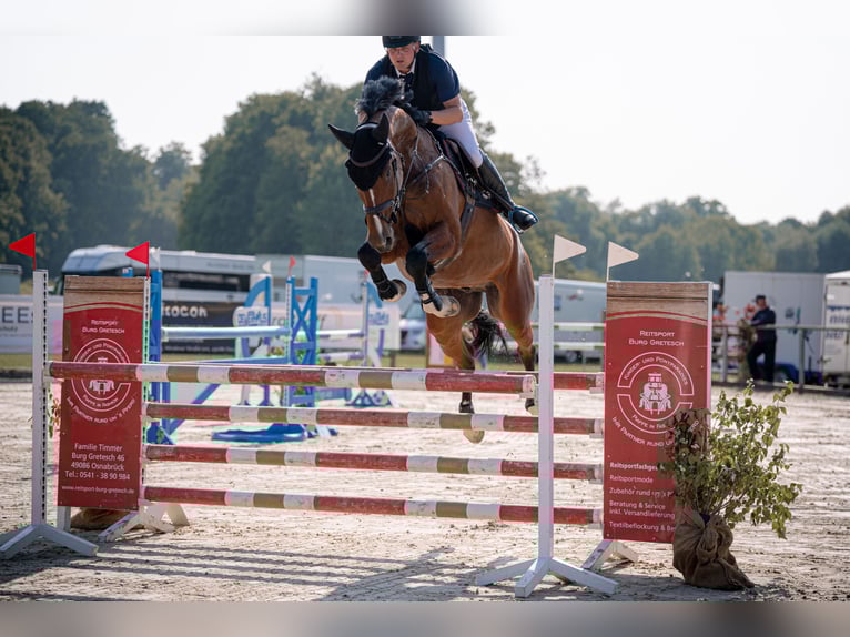 Holsteiner Ruin 7 Jaar 172 cm Bruin in M&#xFC;nsterM&#xFC;nster