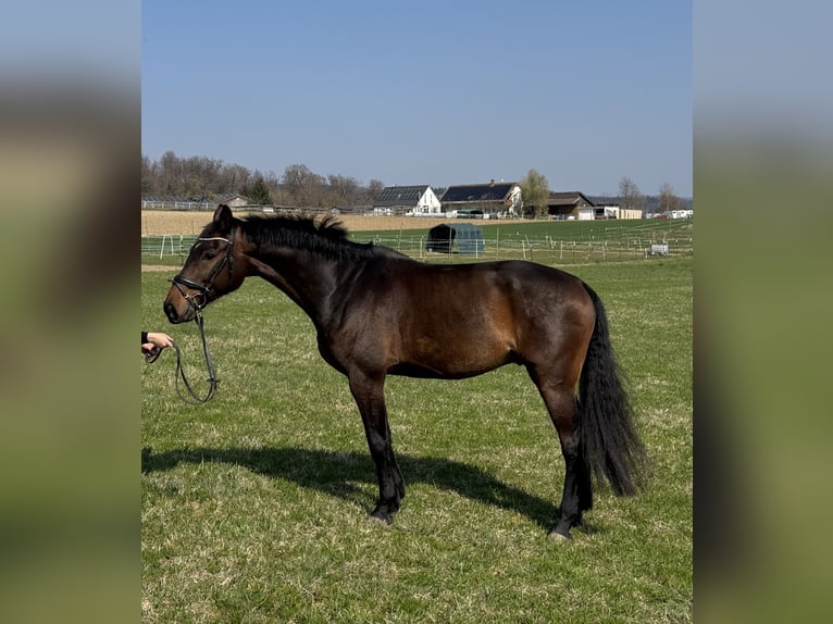 Holsteiner Ruin 7 Jaar 172 cm Donkerbruin in Volkertshausen