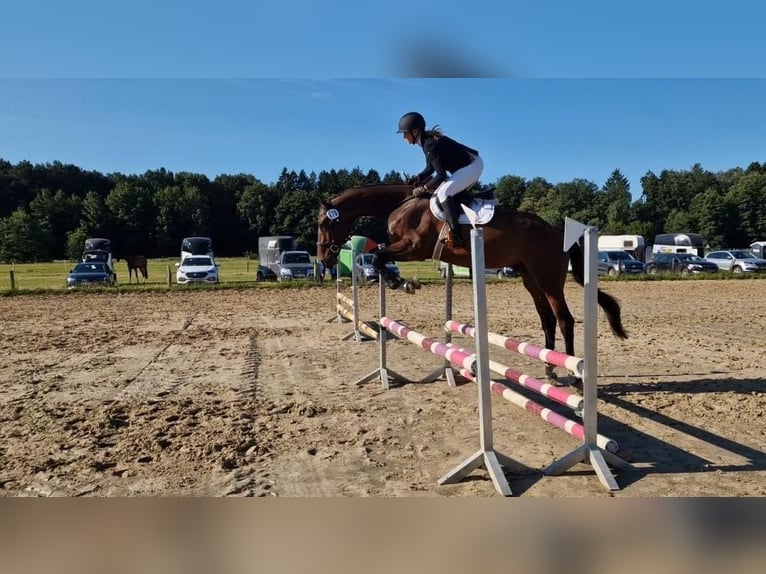 Holsteiner Ruin 7 Jaar 174 cm Bruin in Daldorf