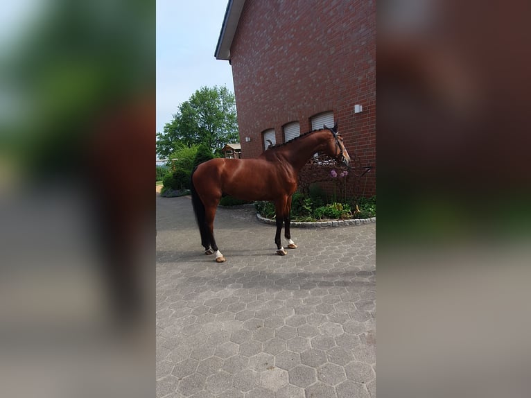 Holsteiner Ruin 7 Jaar 176 cm Bruin in Bad Laer