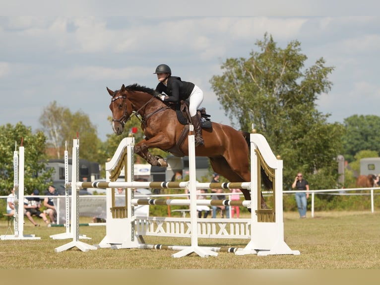 Holsteiner Ruin 7 Jaar 180 cm Bruin in Schmilau