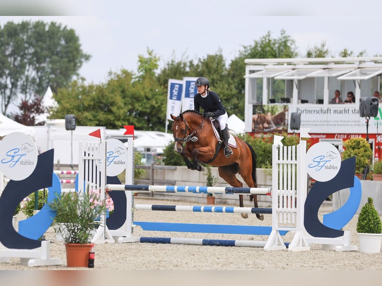 Holsteiner Ruin 8 Jaar 162 cm Bruin in Kuden