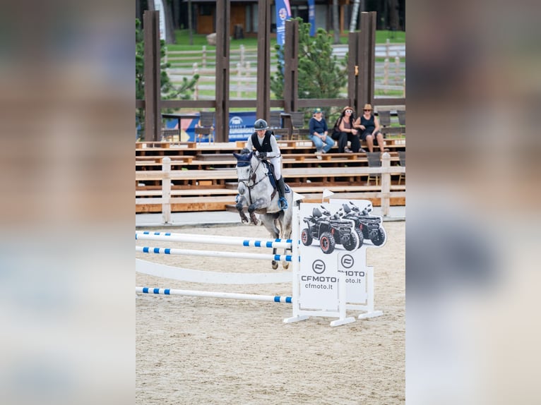 Holsteiner Ruin 8 Jaar 162 cm Schimmel in Balkasodis