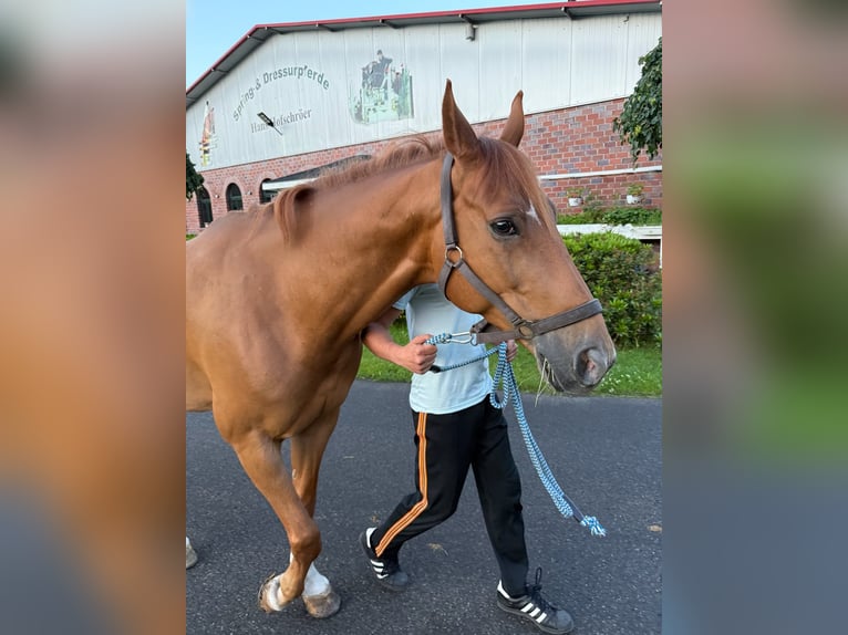 Holsteiner Ruin 8 Jaar 163 cm Donkere-vos in Thuine