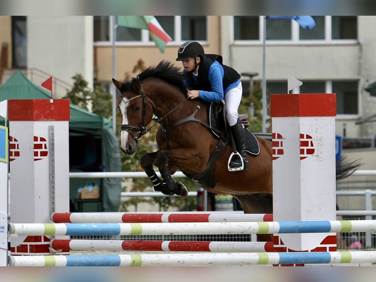 Holsteiner Ruin 8 Jaar 165 cm Bruin in Neuzelle