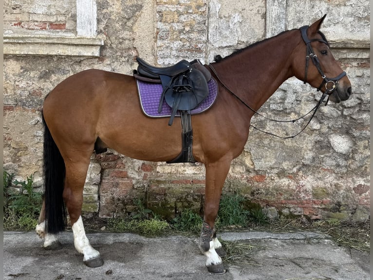 Holsteiner Ruin 8 Jaar 165 cm Roodbruin in Szklary G&#xF3;rne