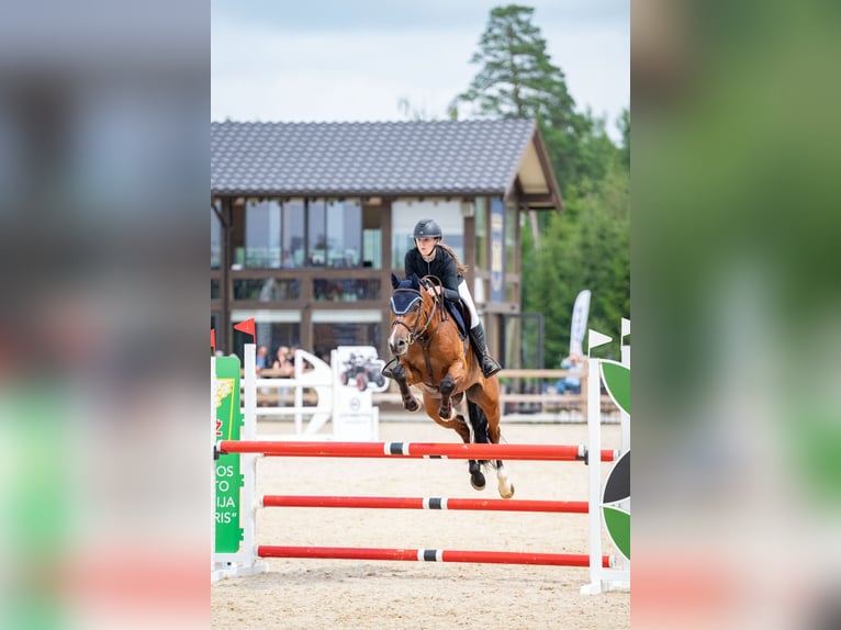 Holsteiner Ruin 8 Jaar 167 cm Bruin in Balkasodis