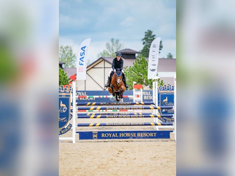 Holsteiner Ruin 8 Jaar 167 cm Bruin in Balkasodis
