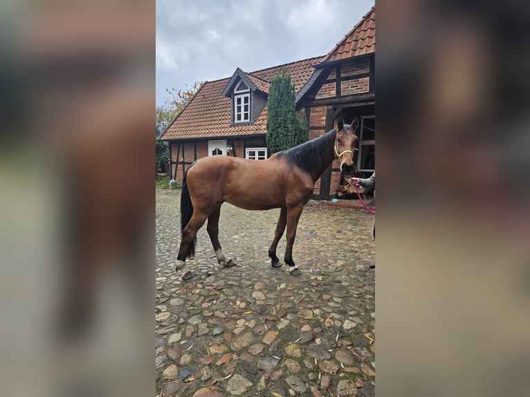 Holsteiner Ruin 8 Jaar 170 cm Bruin in Wienhausen