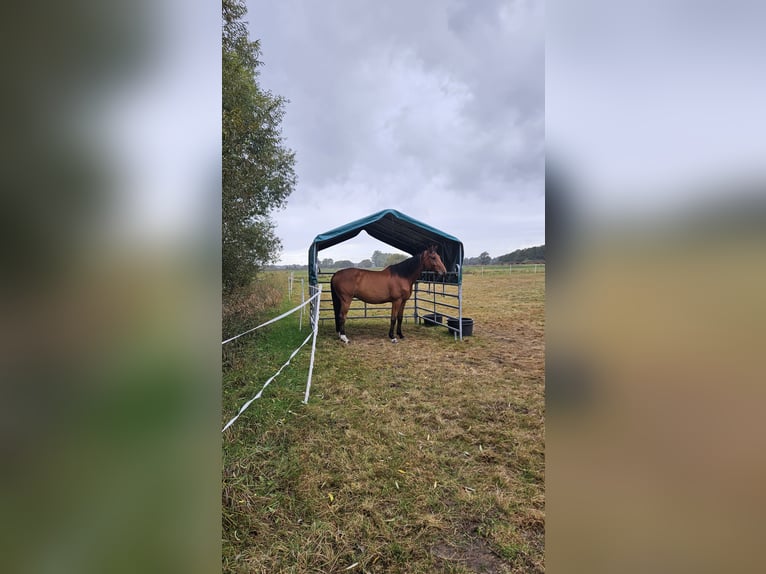 Holsteiner Ruin 8 Jaar 170 cm Bruin in Wienhausen