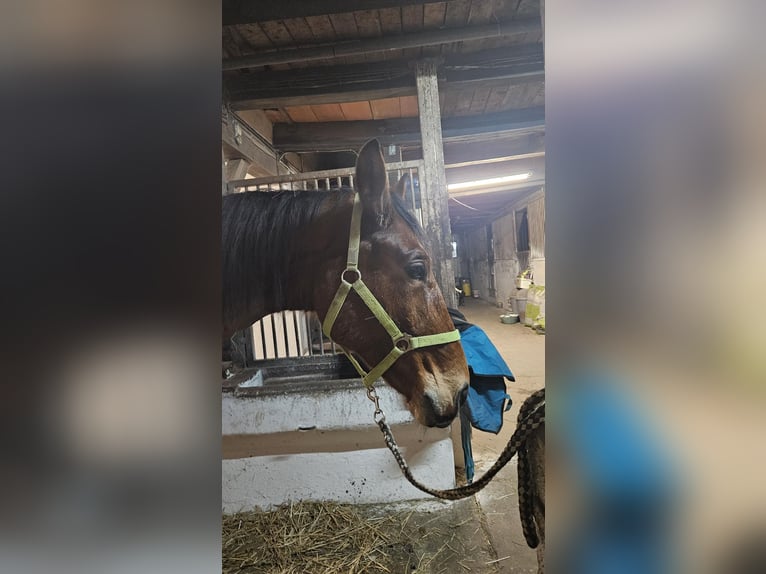 Holsteiner Ruin 8 Jaar 170 cm Bruin in Wienhausen