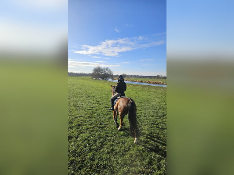 Holsteiner Ruin 8 Jaar 170 cm Bruin in Wienhausen