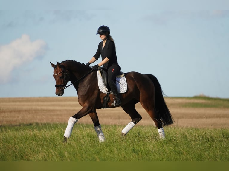 Holsteiner Ruin 8 Jaar 172 cm Bruin in Nettersheim