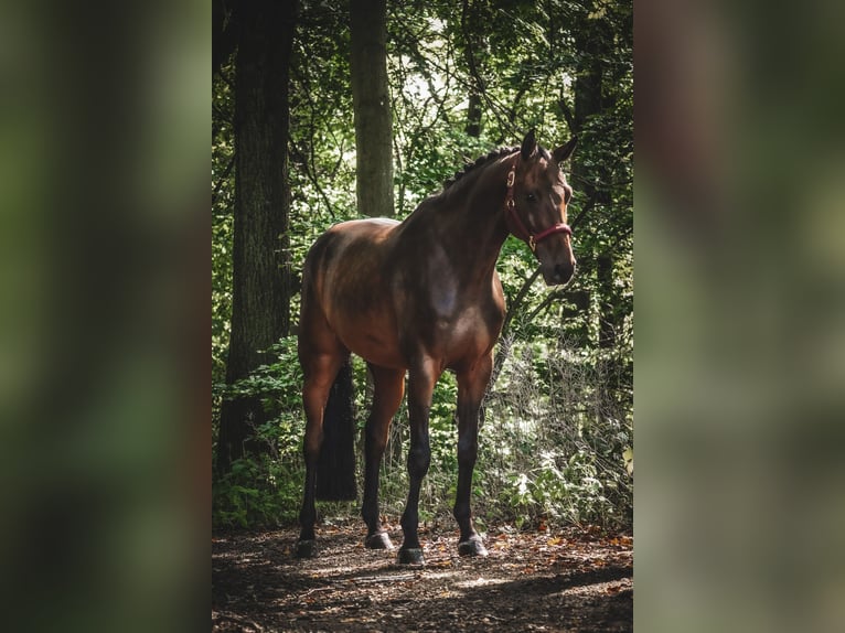Holsteiner Ruin 8 Jaar 172 cm Bruin in Nettersheim