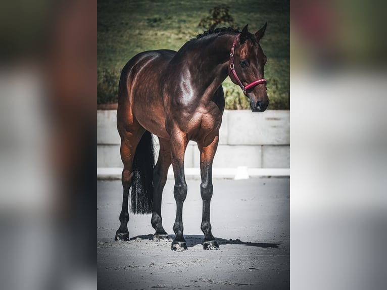 Holsteiner Ruin 8 Jaar 172 cm Bruin in Nettersheim