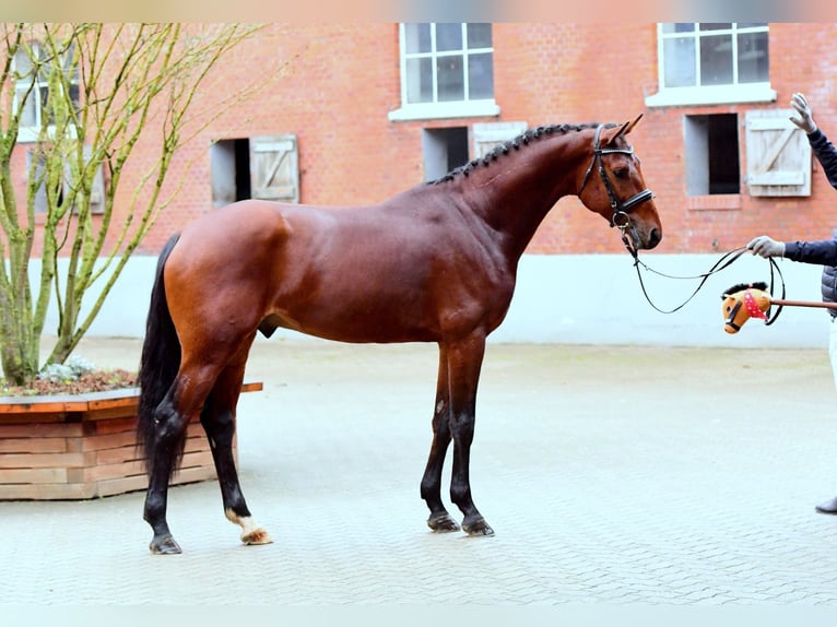 Holsteiner Ruin 8 Jaar 172 cm Bruin in Borchen
