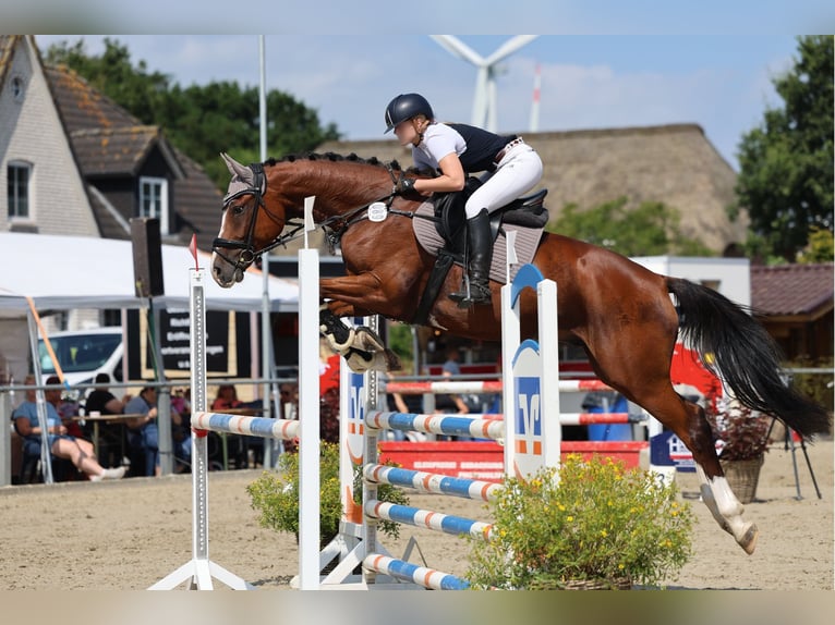 Holsteiner Ruin 8 Jaar 172 cm Bruin in Mildstedt