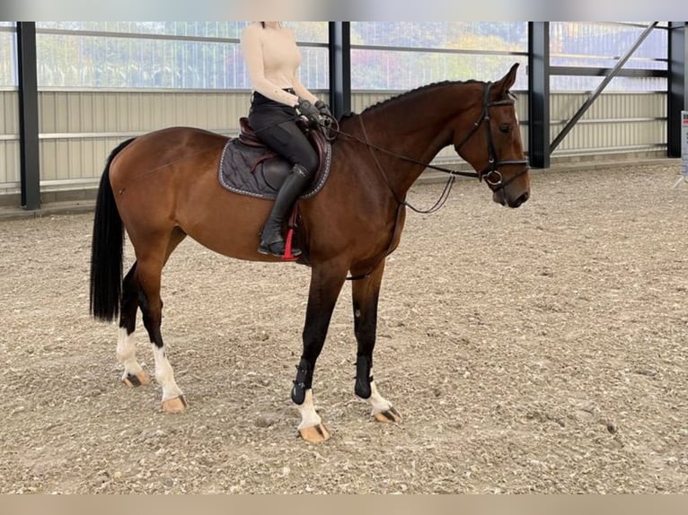 Holsteiner Ruin 8 Jaar 173 cm Bruin in Lindewitt