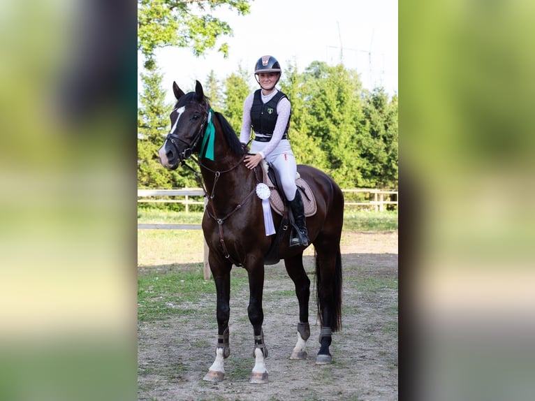 Holsteiner Ruin 8 Jaar 175 cm Donkerbruin in Rakvere