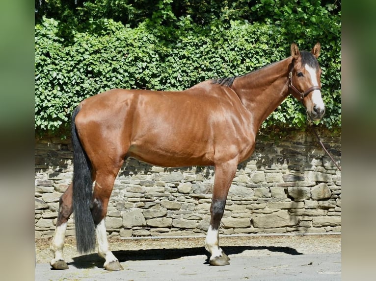 Holsteiner Ruin 8 Jaar 178 cm Bruin in Ratingen