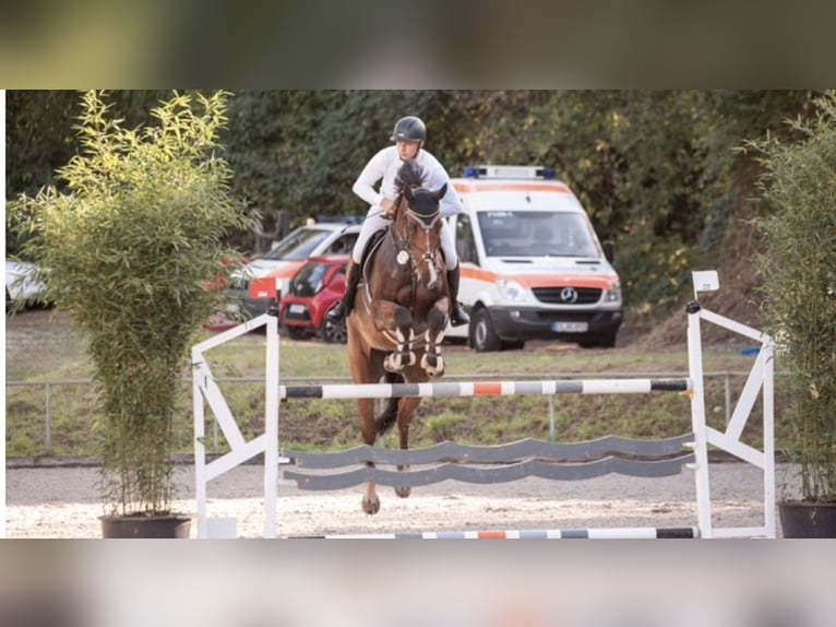 Holsteiner Ruin 8 Jaar 179 cm Bruin in Aichwald