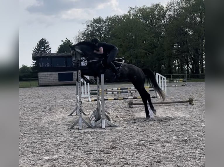 Holsteiner Ruin 8 Jaar 182 cm Appelschimmel in Merkers-Kieselbach