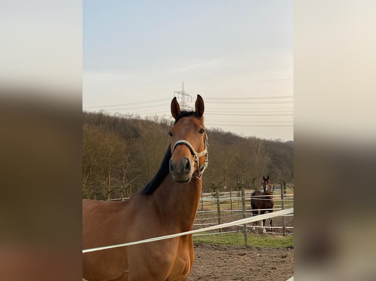 Holsteiner Ruin 8 Jaar 182 cm Bruin in Mülheim-Kärlich