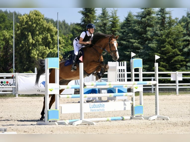Holsteiner Ruin 9 Jaar 165 cm Bruin in Neuzelle