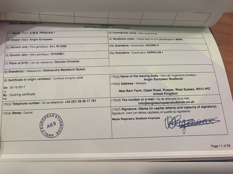 Holsteiner Ruin 9 Jaar 167 cm Donkerbruin in Spittal an der Drau