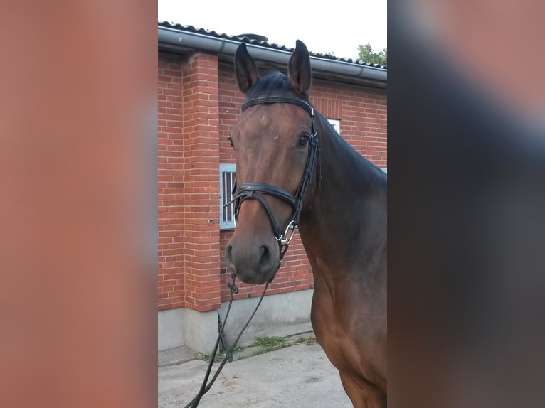 Holsteiner Ruin 9 Jaar 167 cm Donkerbruin in Hingstheide