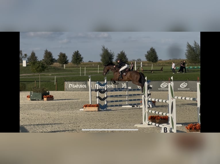 Holsteiner Ruin 9 Jaar 168 cm Donkerbruin in Pozna&#x144;